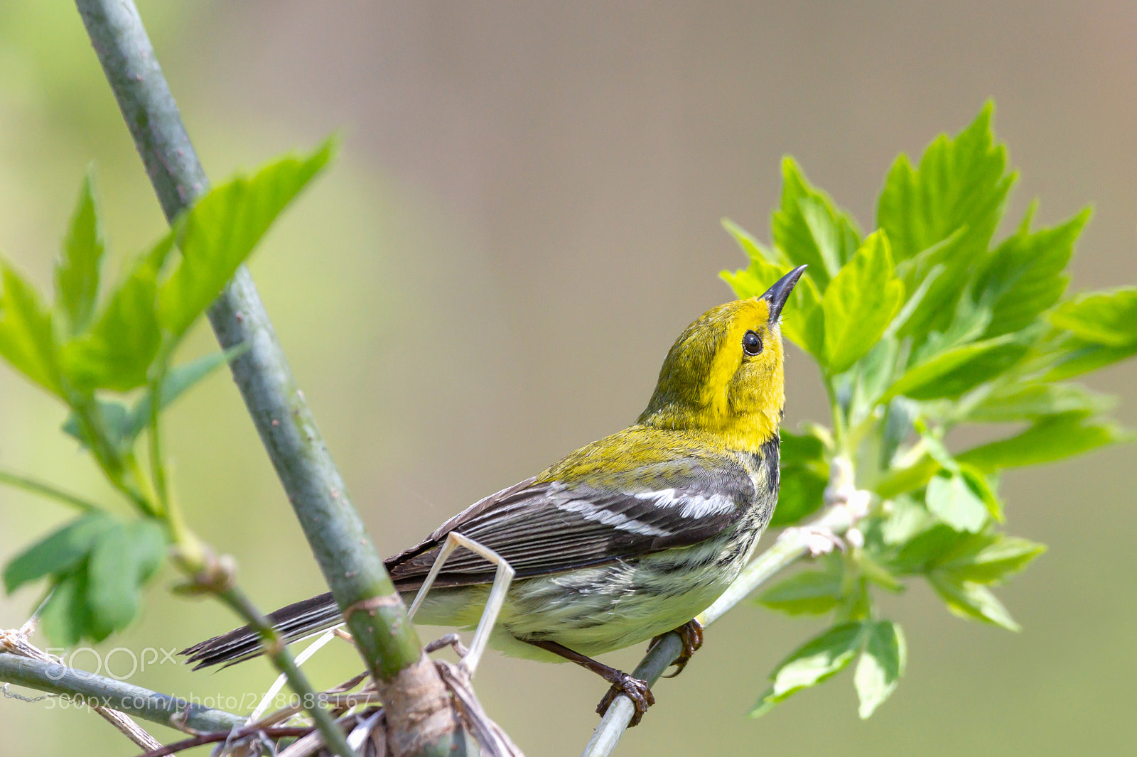 Nikon D7200 sample photo. Black-throated green warbler photography