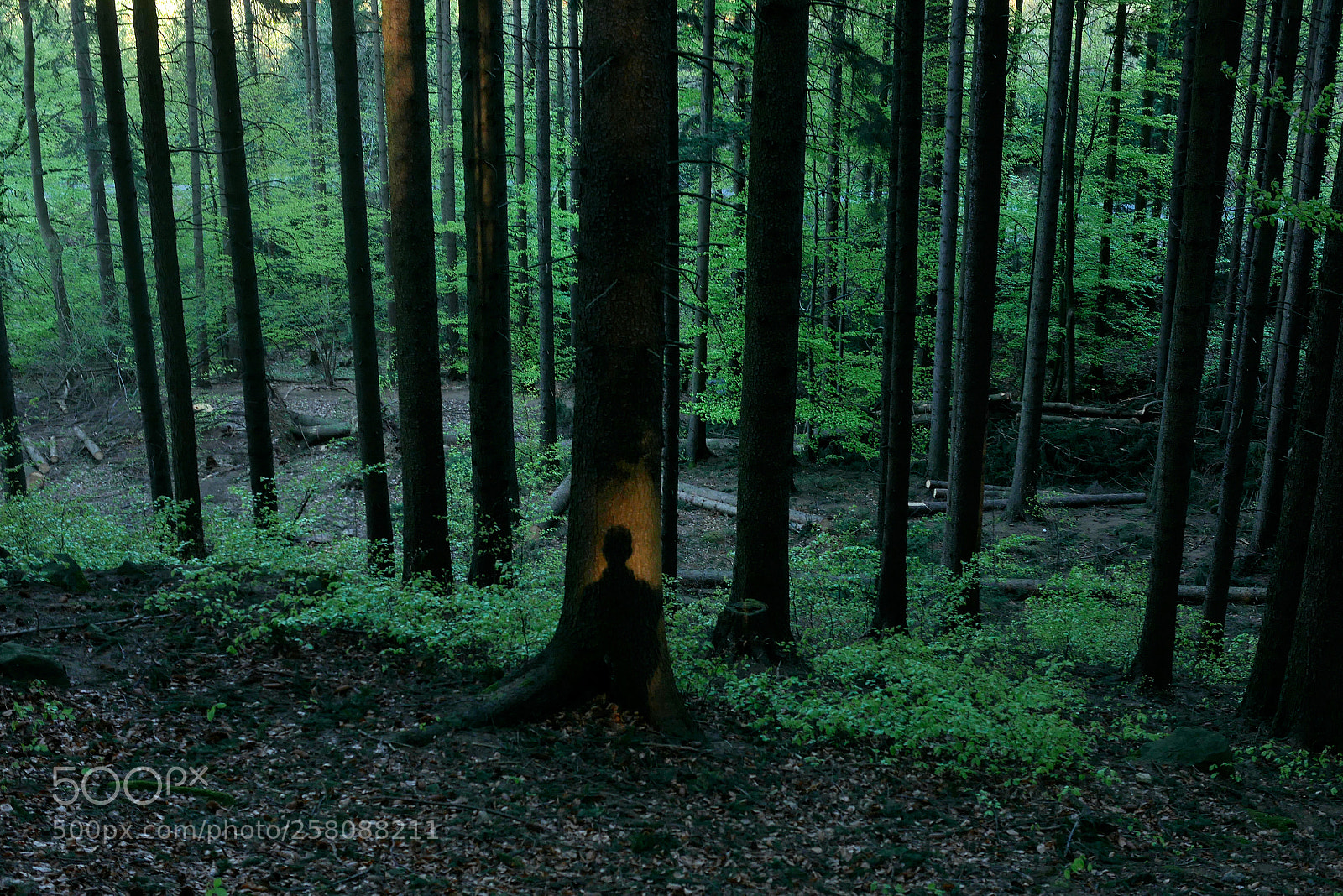 Panasonic Lumix DMC-G7 sample photo. Forest selfie photography