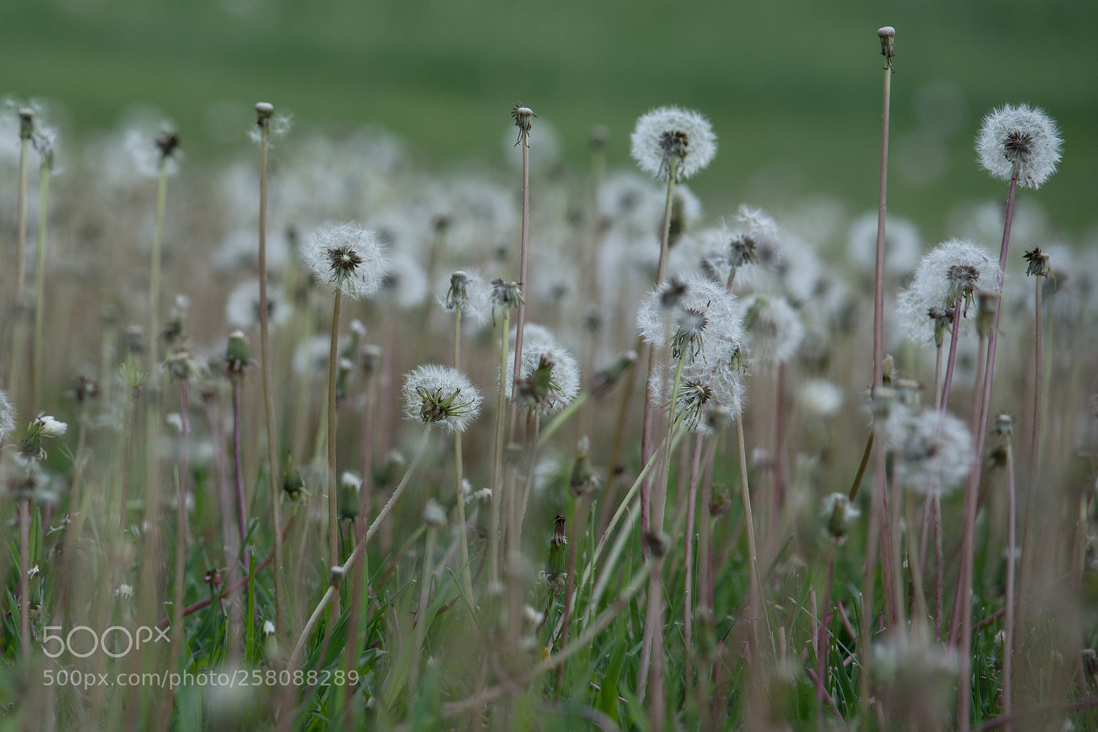 Nikon D7100 sample photo. Field of fluff photography
