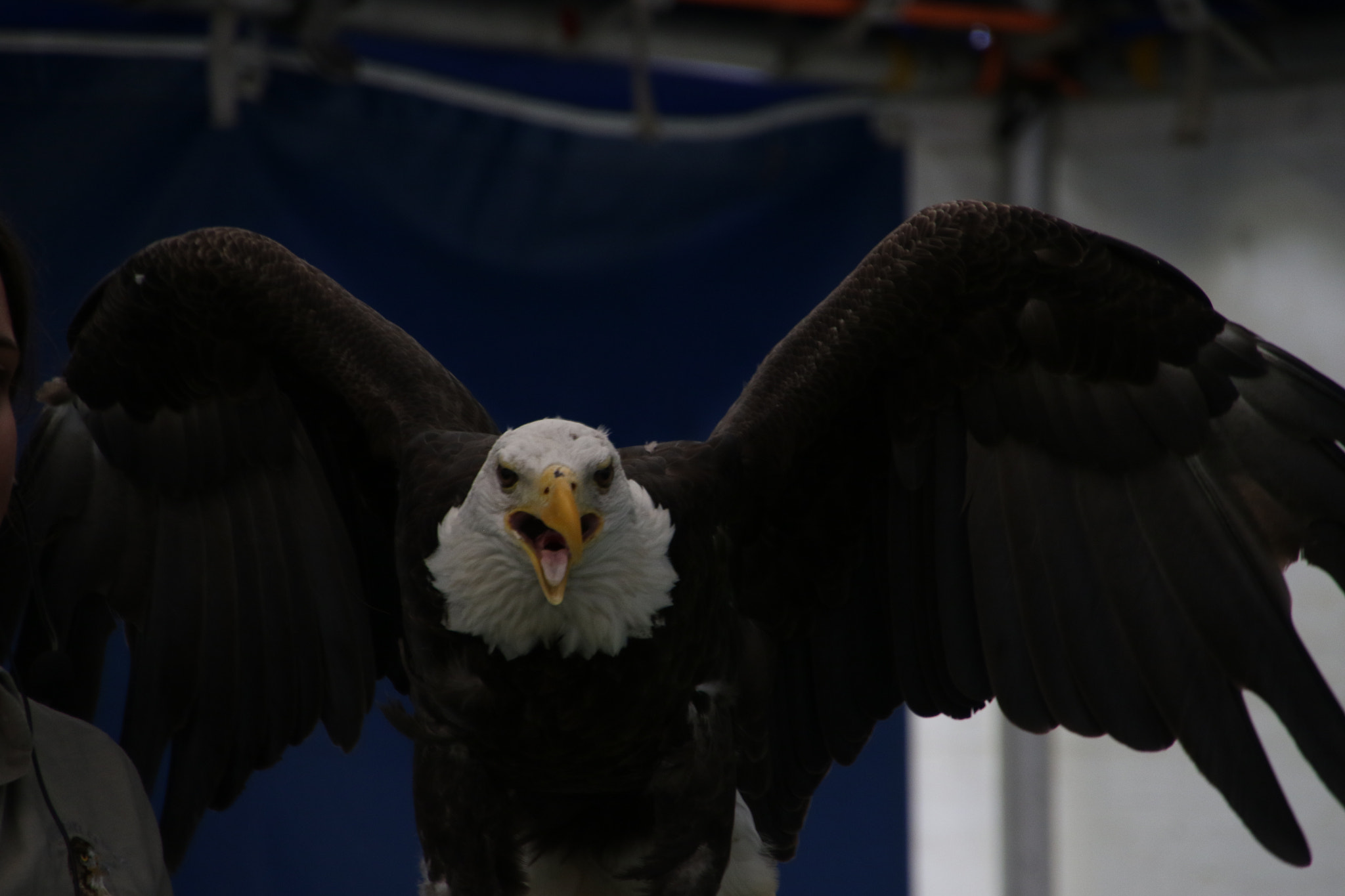 Canon EOS 7D Mark II sample photo. Bald eagle photography