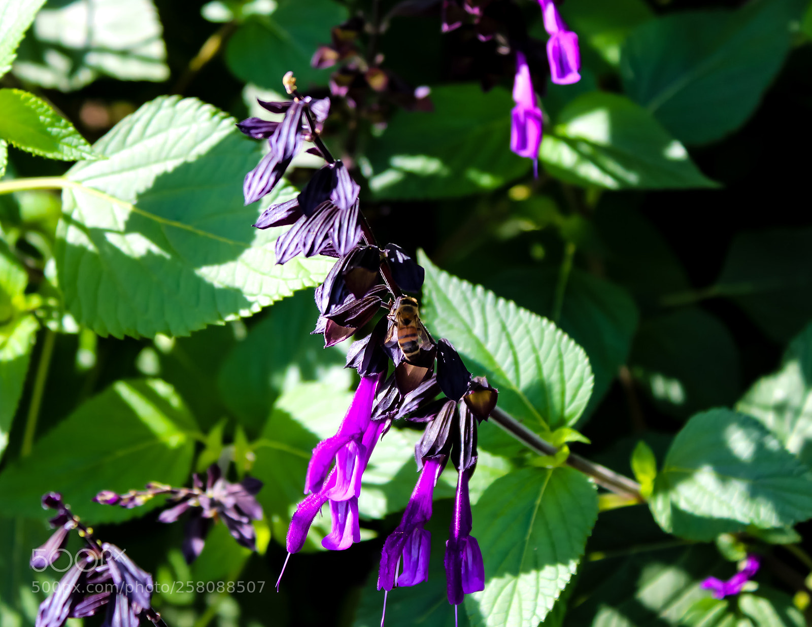 Canon EOS 1300D (EOS Rebel T6 / EOS Kiss X80) sample photo. Honeybee photography