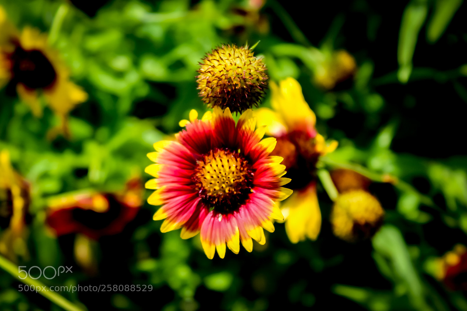 Canon EOS 1300D (EOS Rebel T6 / EOS Kiss X80) sample photo. Beautiful flower photography