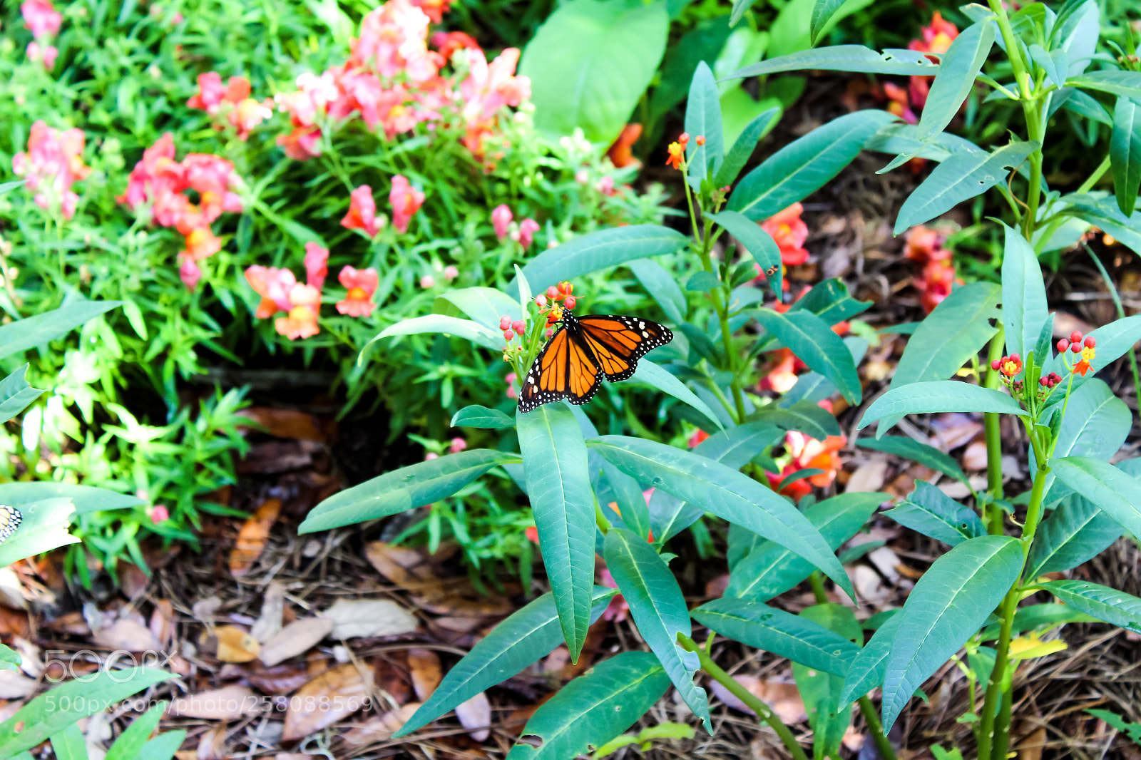 Canon EOS 1300D (EOS Rebel T6 / EOS Kiss X80) sample photo. Butterfly garden photography