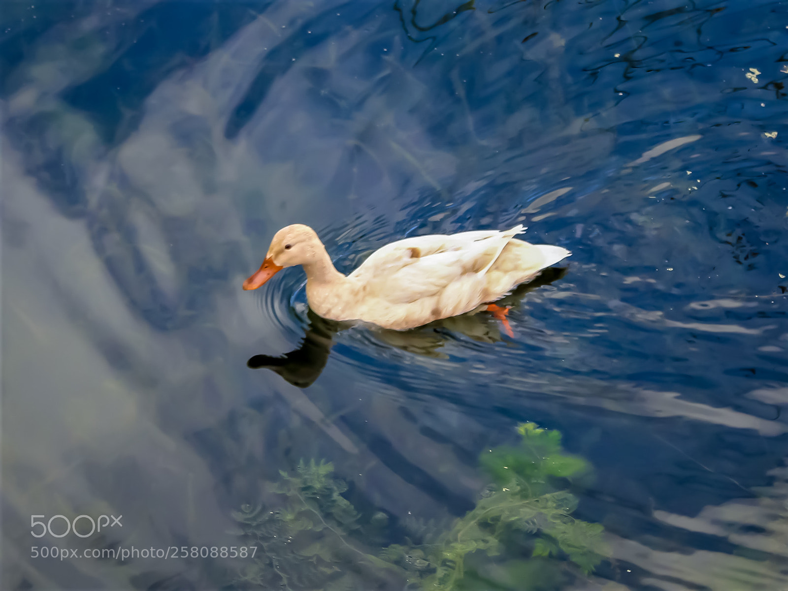 Canon EOS 1300D (EOS Rebel T6 / EOS Kiss X80) sample photo. Duck at the lake photography