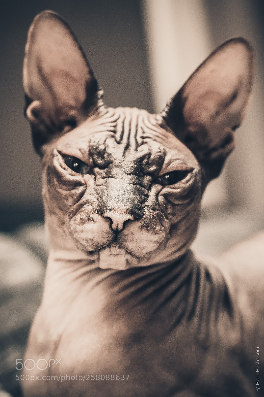 Canon EOS 6D sample photo. Anubis photography