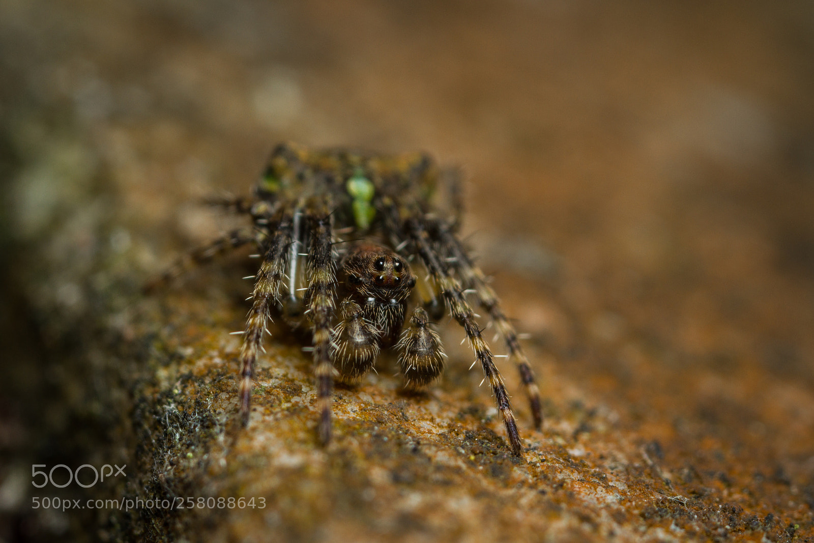 Canon EOS 7D sample photo. Gibbaranea gibbosa - male photography