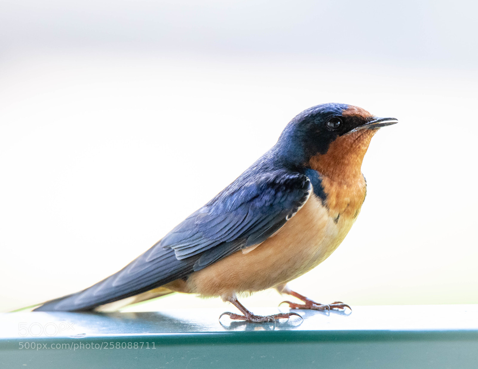 Canon EOS 6D sample photo. Swallow closeup photography