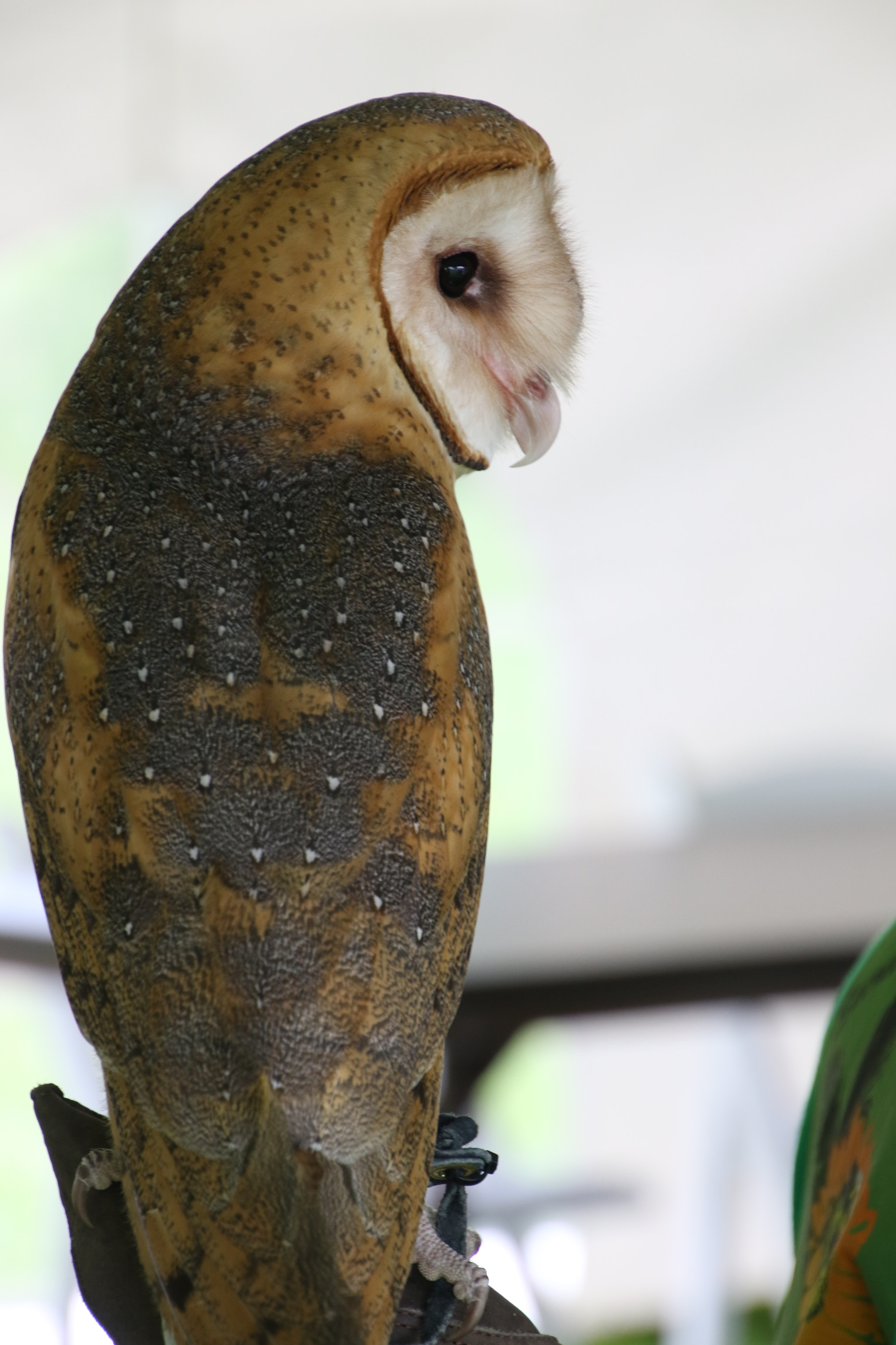 Canon EOS 7D Mark II sample photo. Barn owl photography