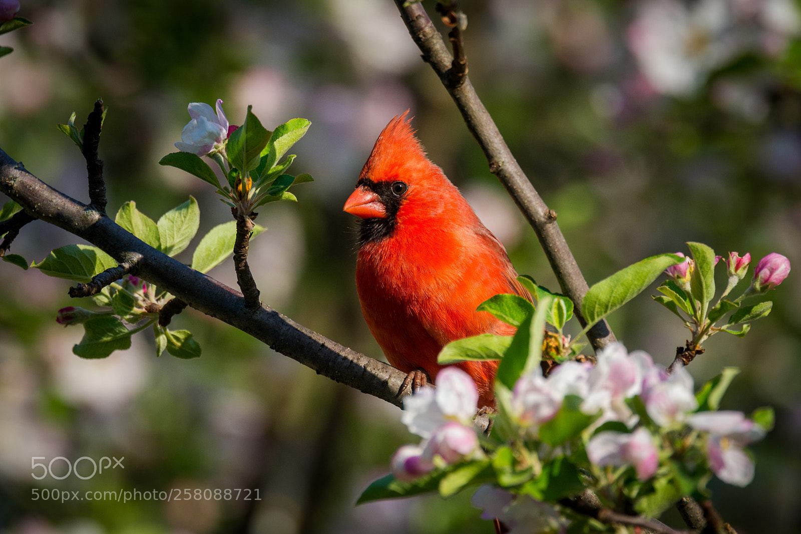 Nikon D7200 sample photo. Cardinal in the flowers photography