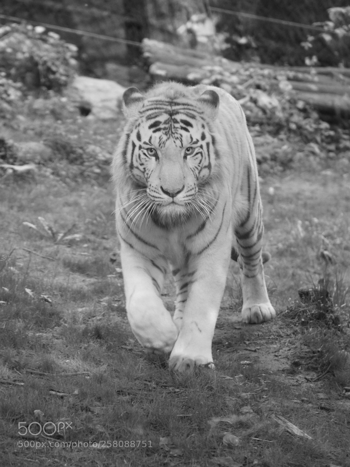 Sony a6300 sample photo. Incoming tiger photography