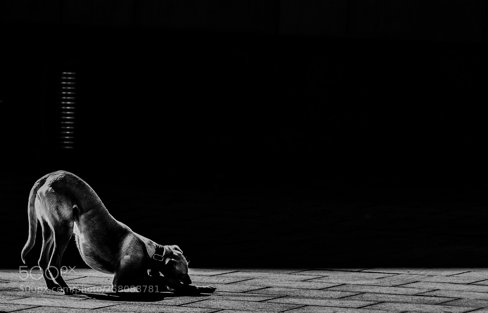 Sony a7R II sample photo. Hunger photography