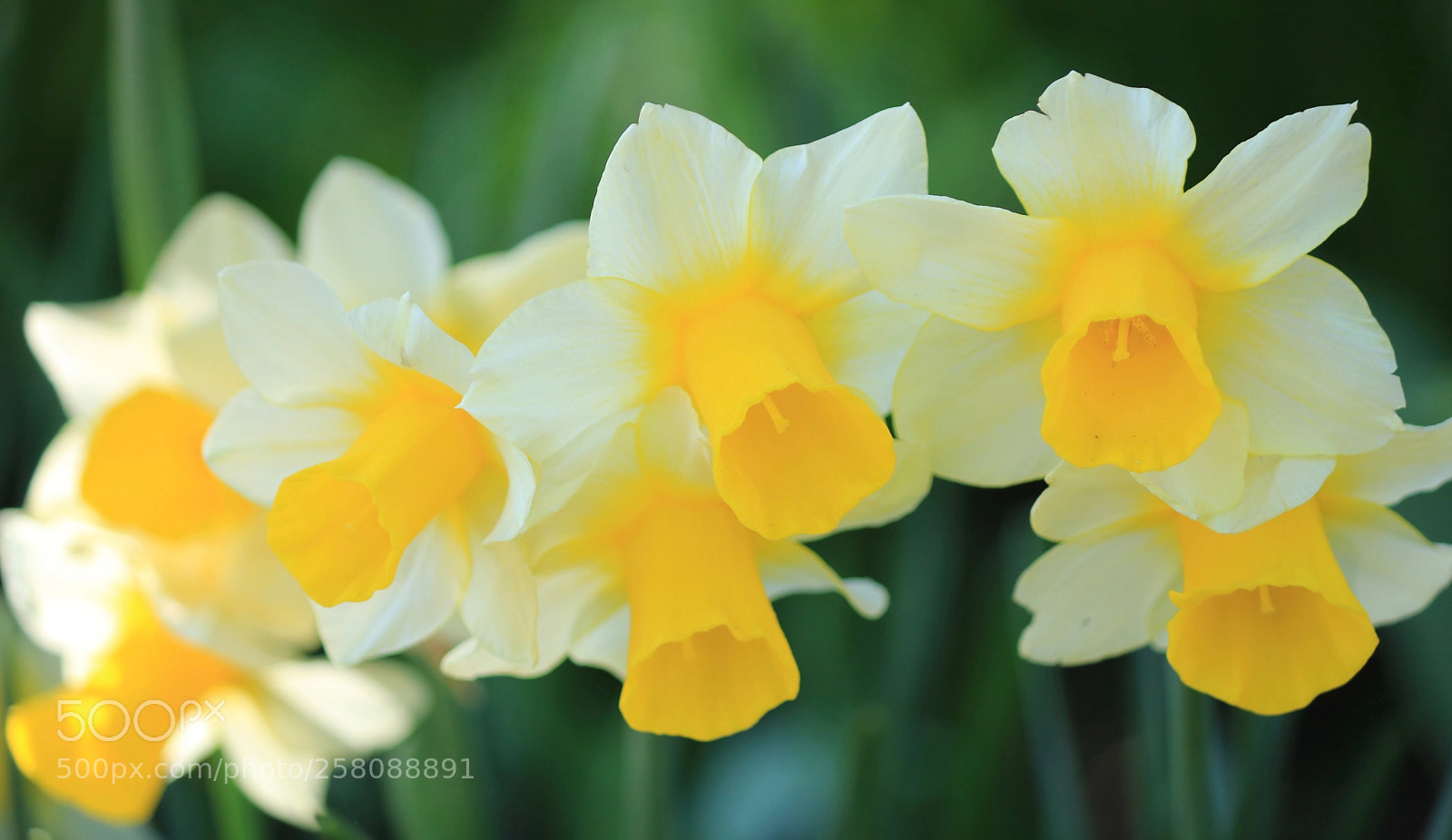Canon EOS 750D (EOS Rebel T6i / EOS Kiss X8i) sample photo. Spring flowers, vancouver bc photography