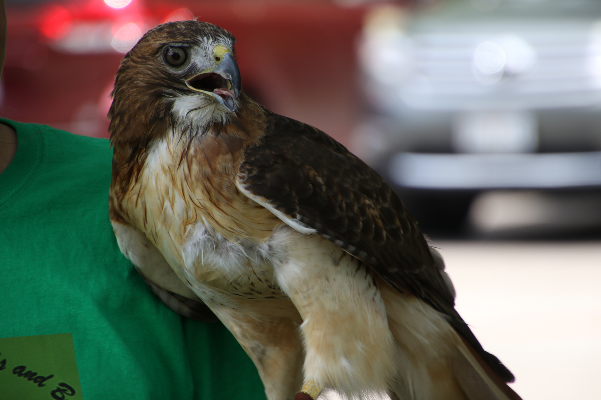 Canon EOS 7D Mark II sample photo. Red tailed hawk photography