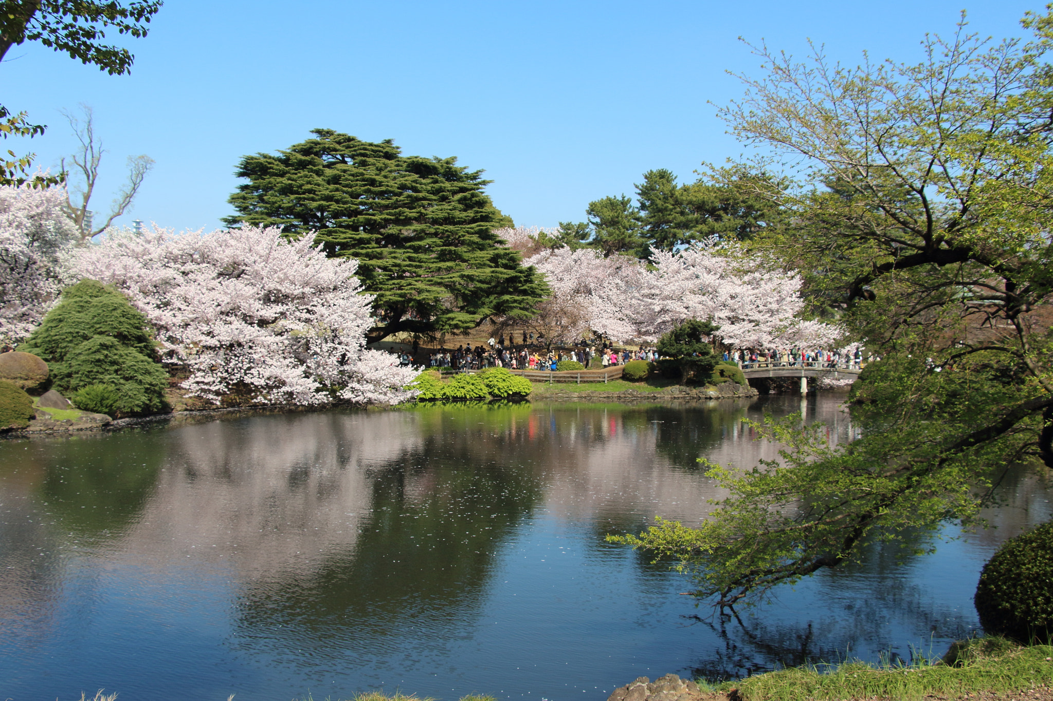 Canon EOS 650D (EOS Rebel T4i / EOS Kiss X6i) sample photo. Shinjuku gyoen national garden, tokyo, japan photography
