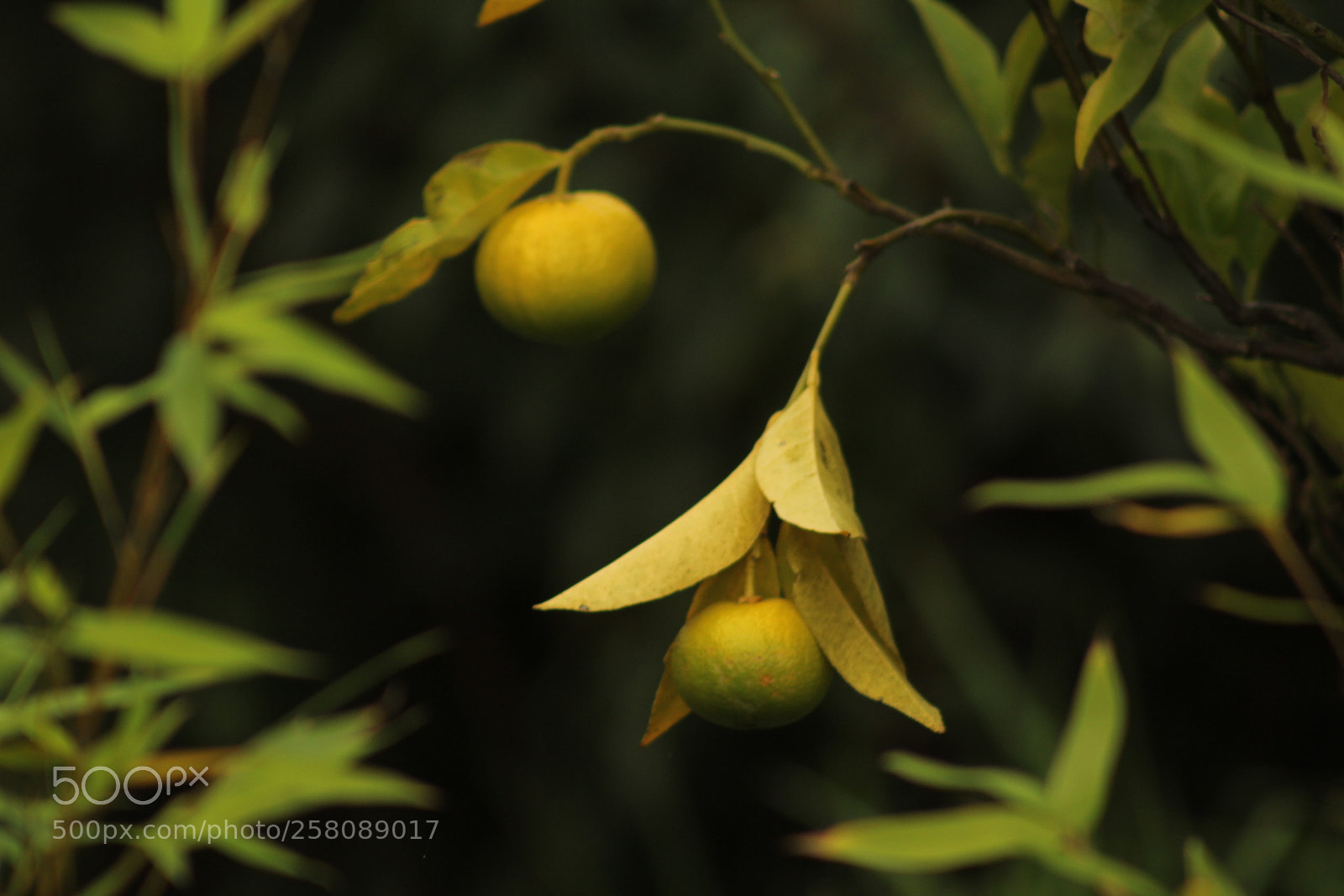 Canon EF 75-300mm f/4-5.6 sample photo. Untitled photography