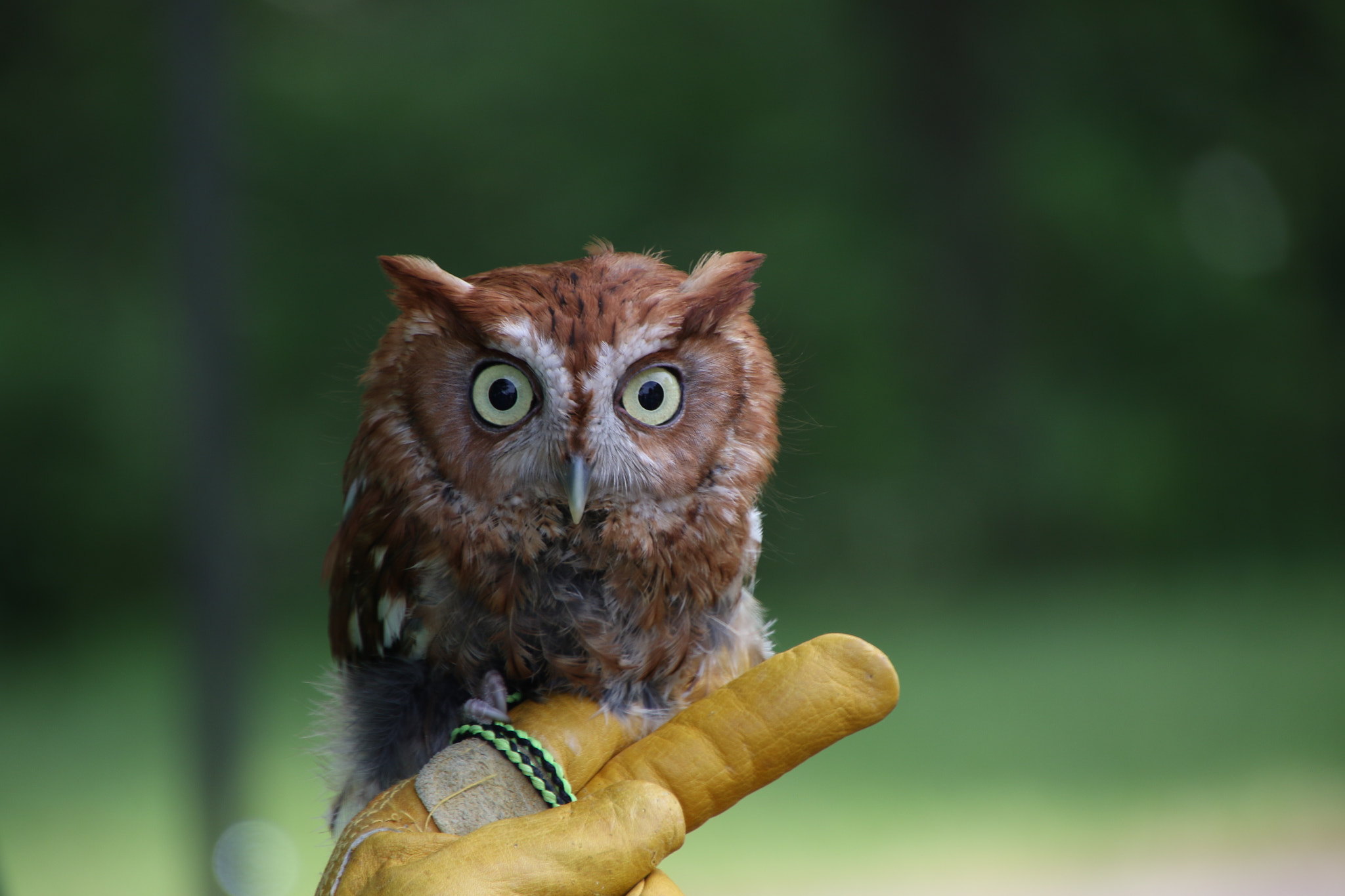 Canon EOS 7D Mark II sample photo. Screech owl photography