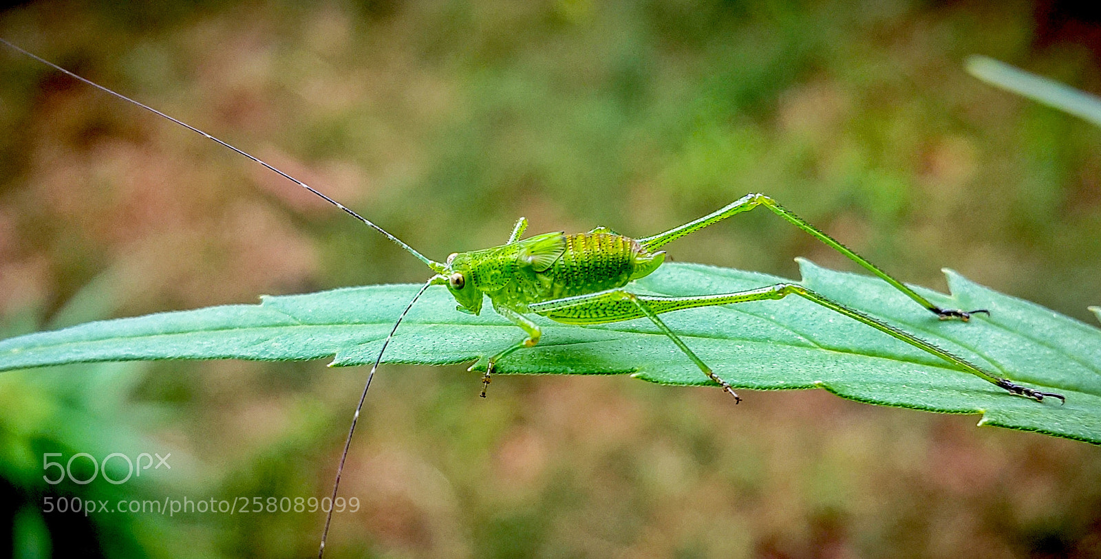 Samsung Galaxy Note4 sample photo. Hopper photography