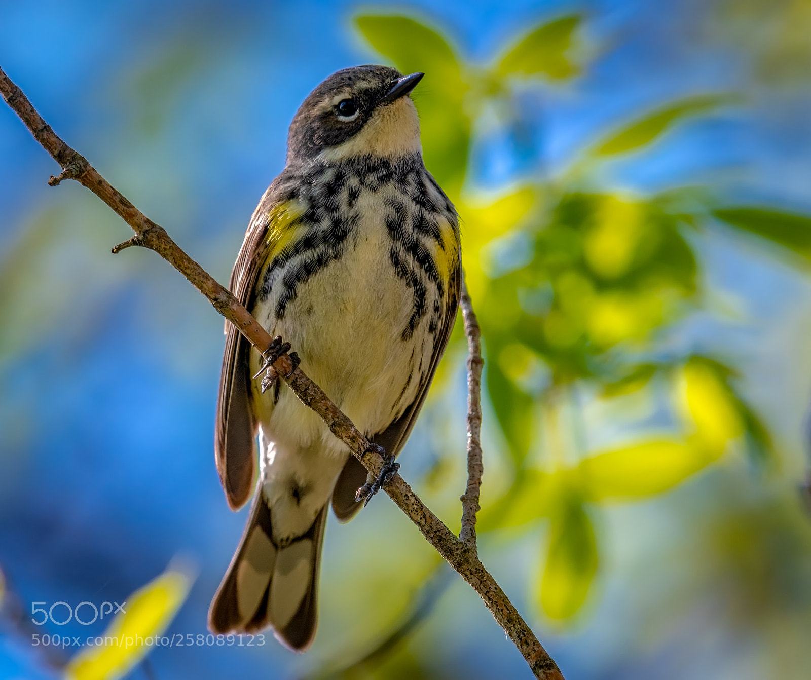 Nikon D500 sample photo. Yellow rumped warbler photography