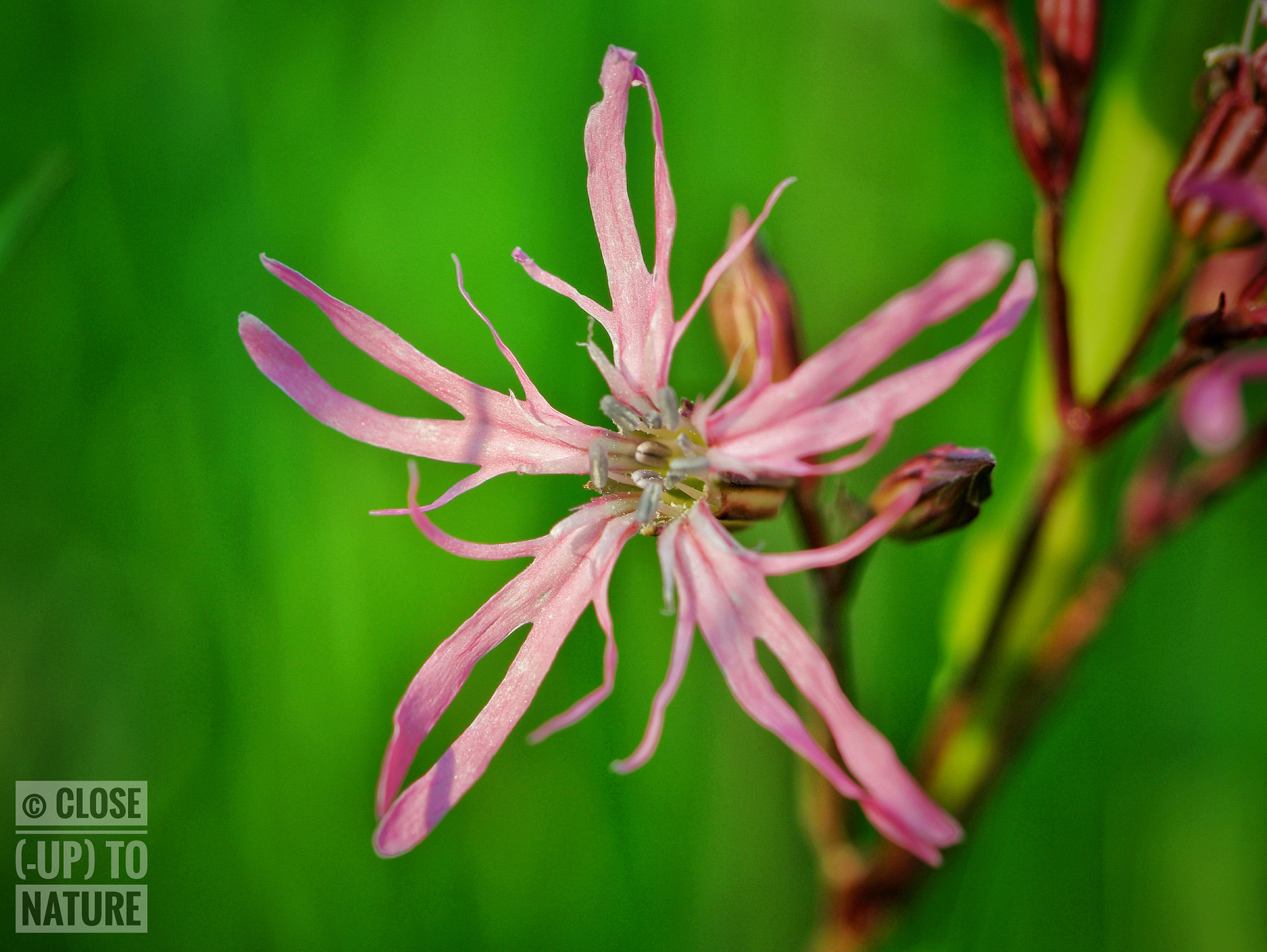 Samsung NX500 sample photo. Silene flos-cuculi photography