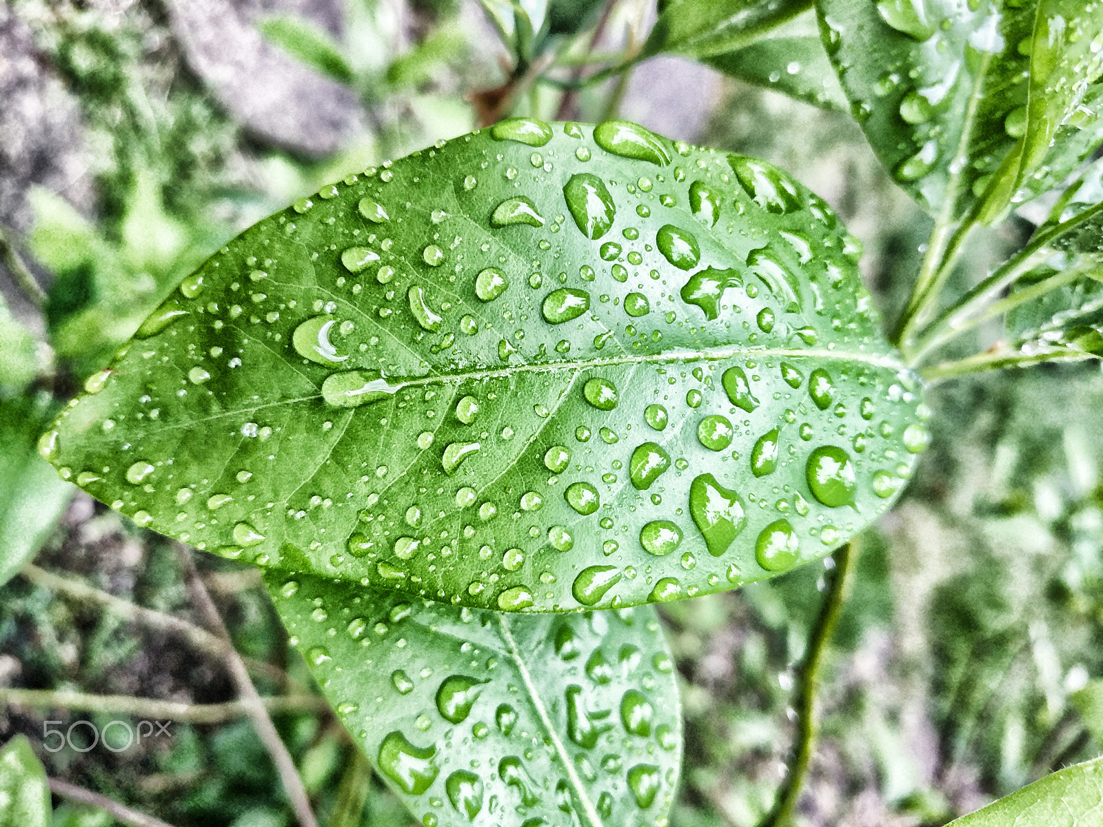 Google Pixel XL sample photo. Water leaf photography