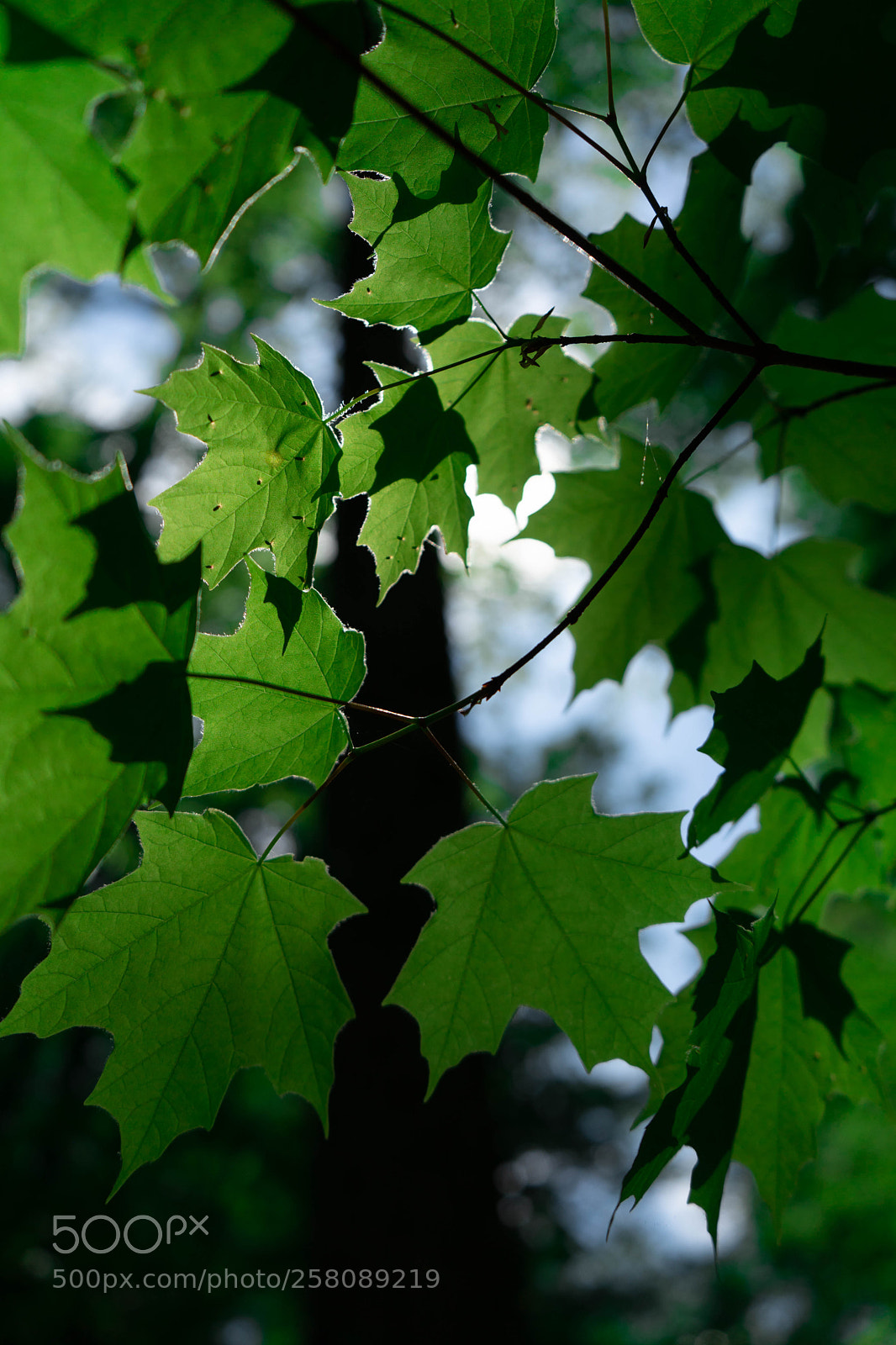 Sony a7 III sample photo. Green leaves photography