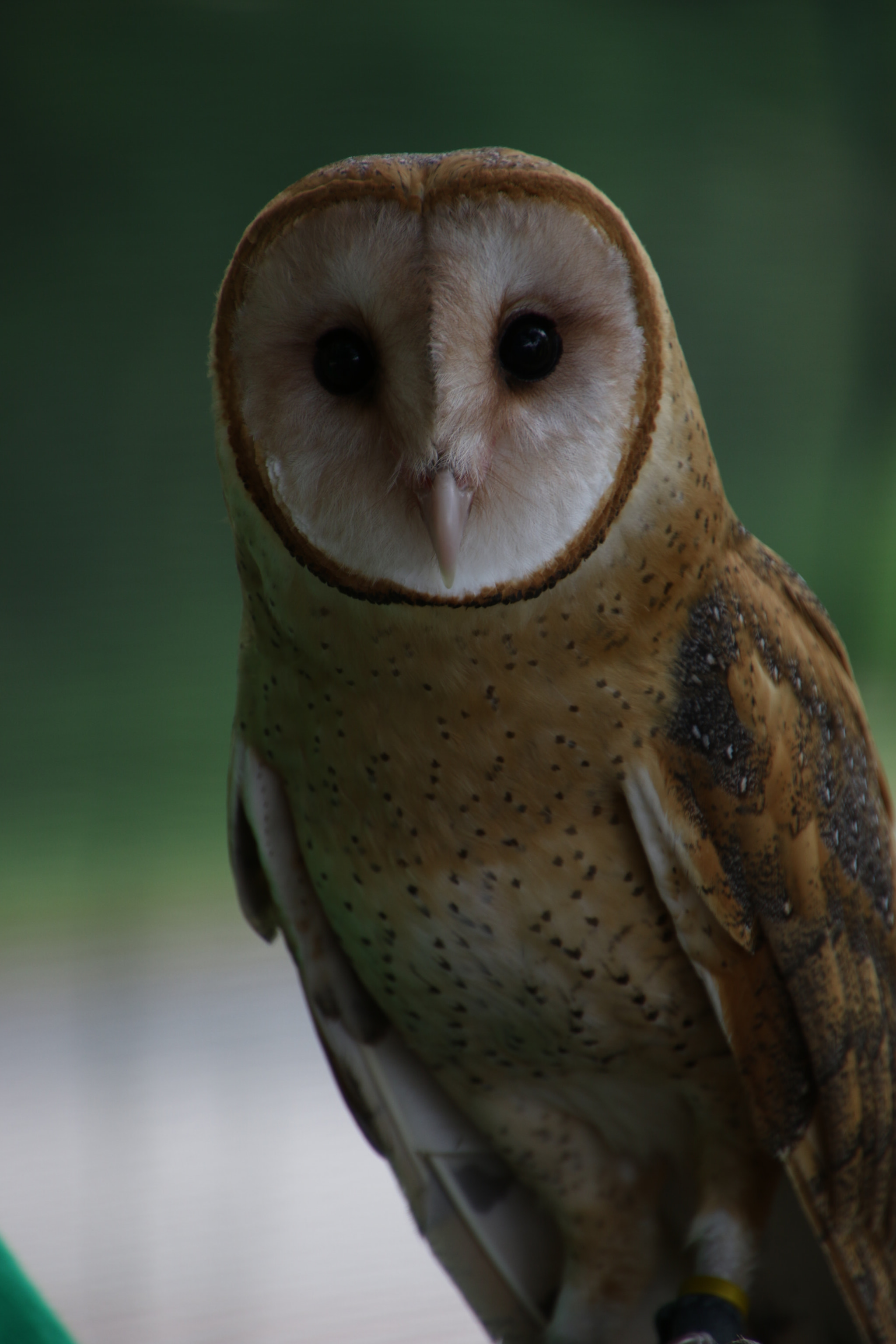 Canon EOS 7D Mark II sample photo. Barn owl looking right at me photography