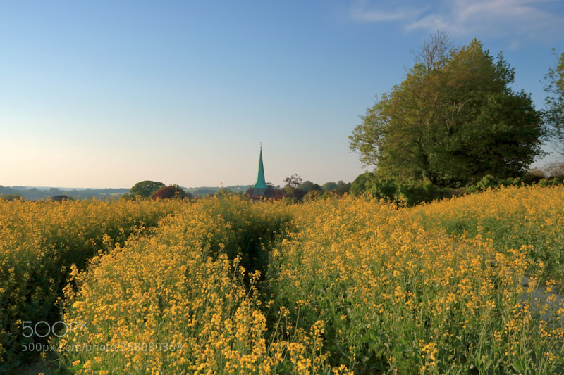 Canon EOS 750D (EOS Rebel T6i / EOS Kiss X8i) sample photo. St. john the baptist photography