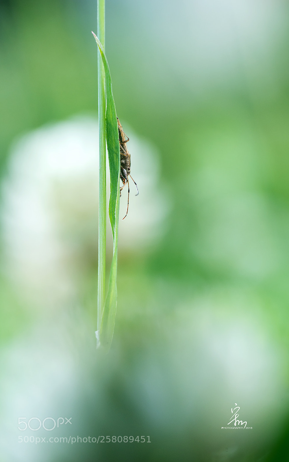 Sony a7R II sample photo. Untitled photography