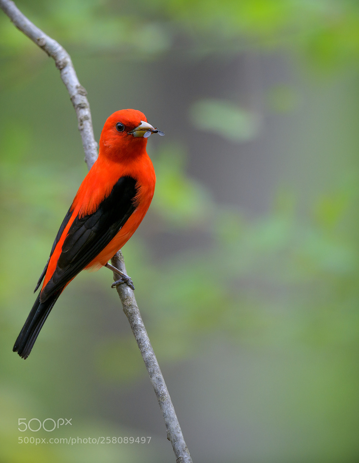 Nikon D850 sample photo. Scarlet tanager photography