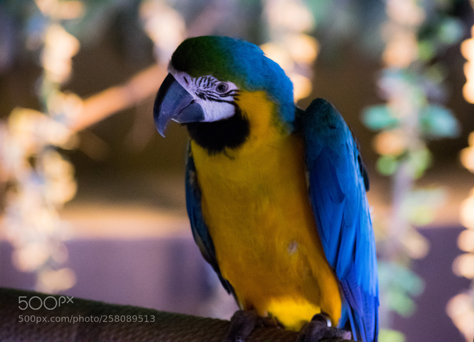 Nikon D3300 sample photo. Polly wants a cracker! photography