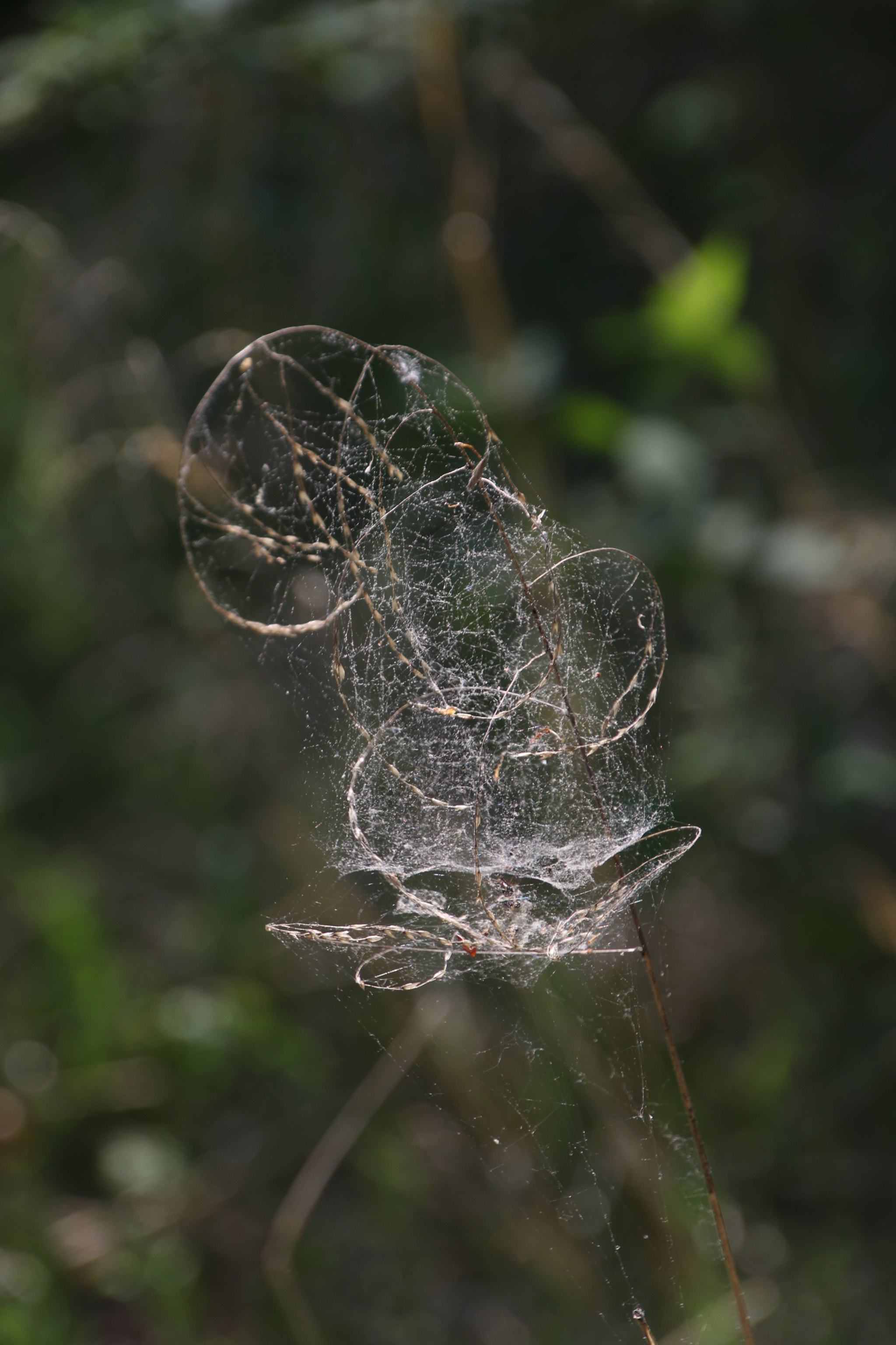 Canon EOS 7D Mark II sample photo. Spider web photography