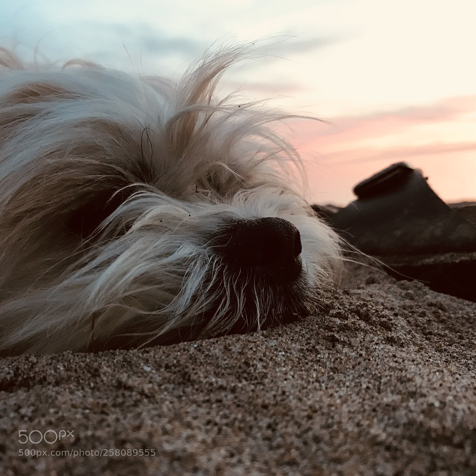 Apple iPhone 7 sample photo. Sleeping at the beach photography