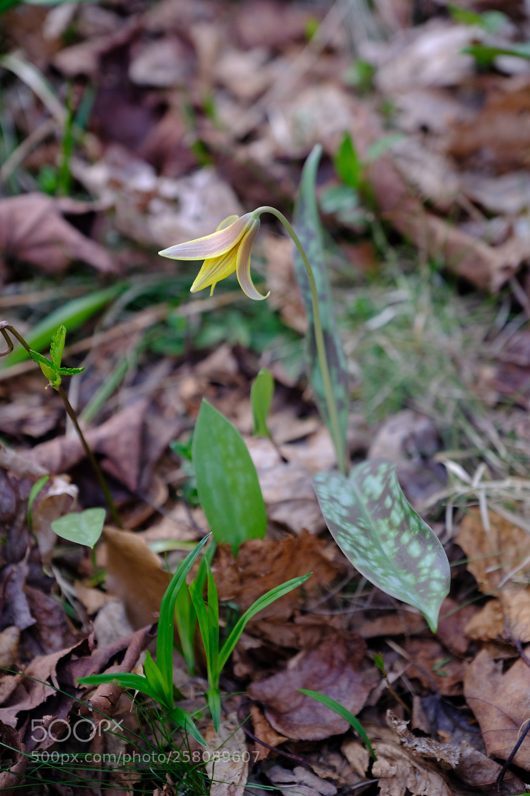 Fujifilm X-T2 sample photo. Trout lily photography