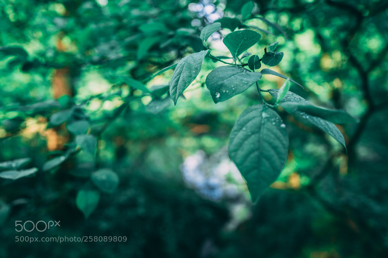 Leica Q (Typ 116) sample photo. Leafy focus photography