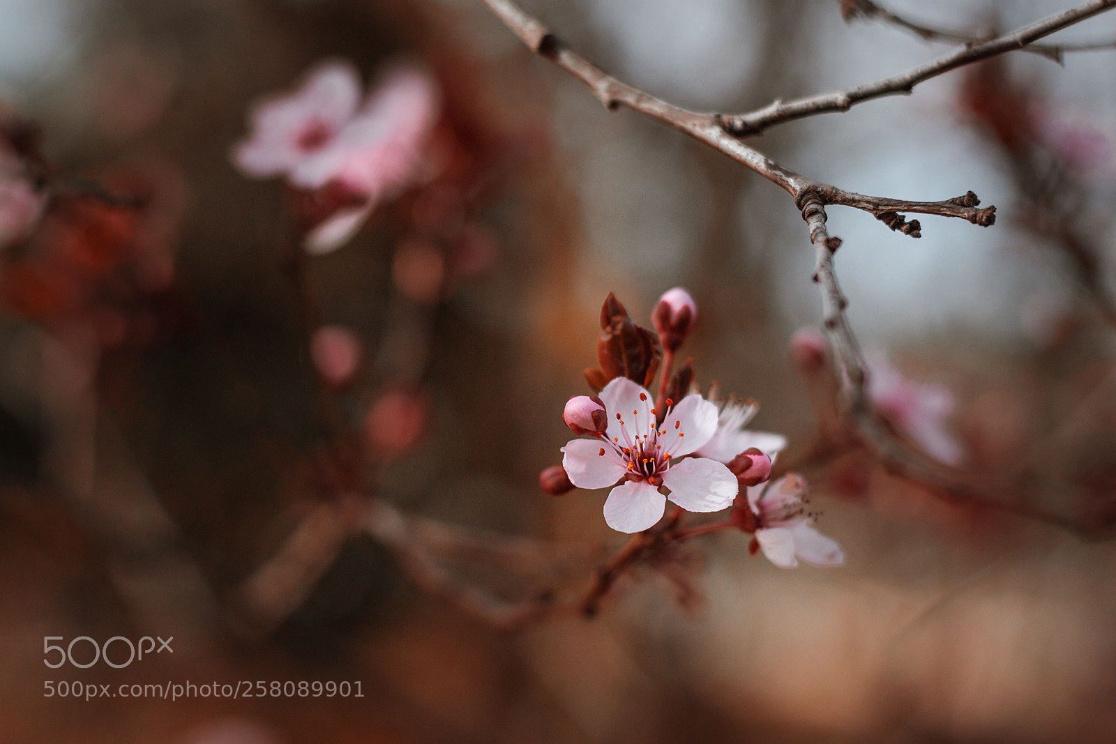 Nikon D3100 sample photo. *** photography