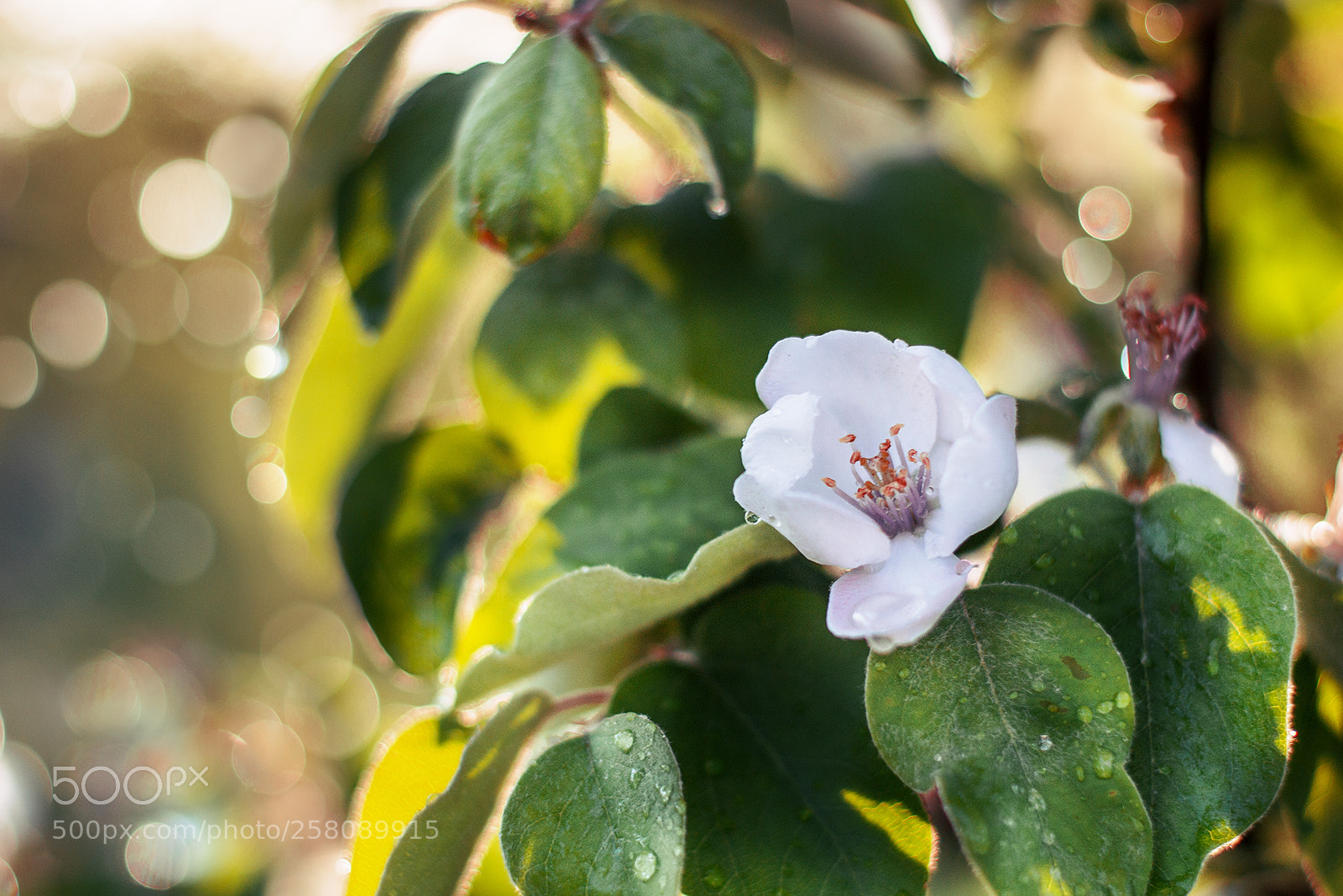 Nikon D3100 sample photo. *** photography
