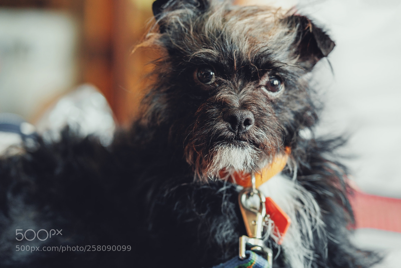 Sony a7R II sample photo. Grumpy photography