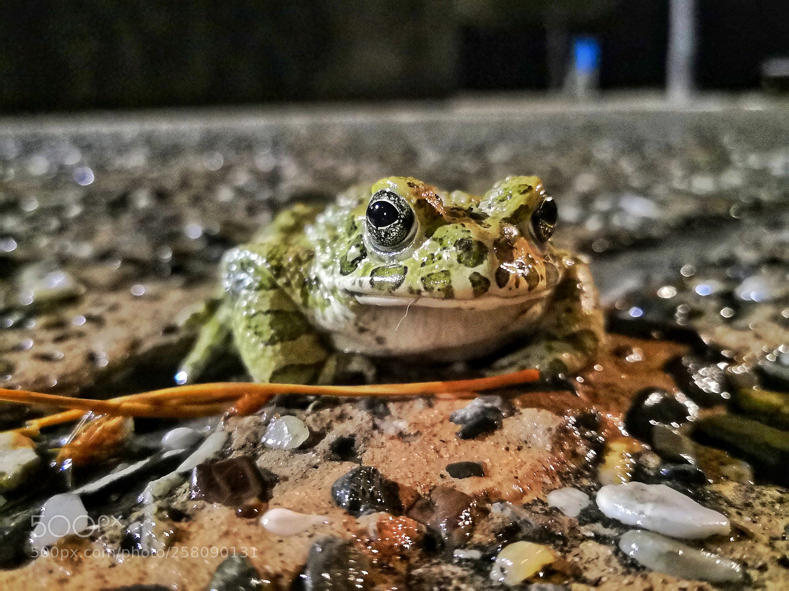 HUAWEI Mate 10 Pro sample photo. A frog on the photography