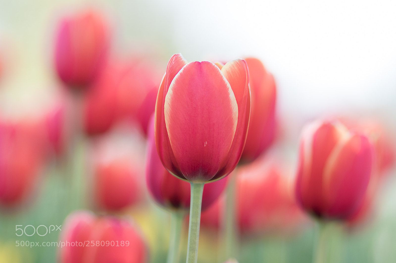 Canon EOS 80D sample photo. Dreamy tulip photography
