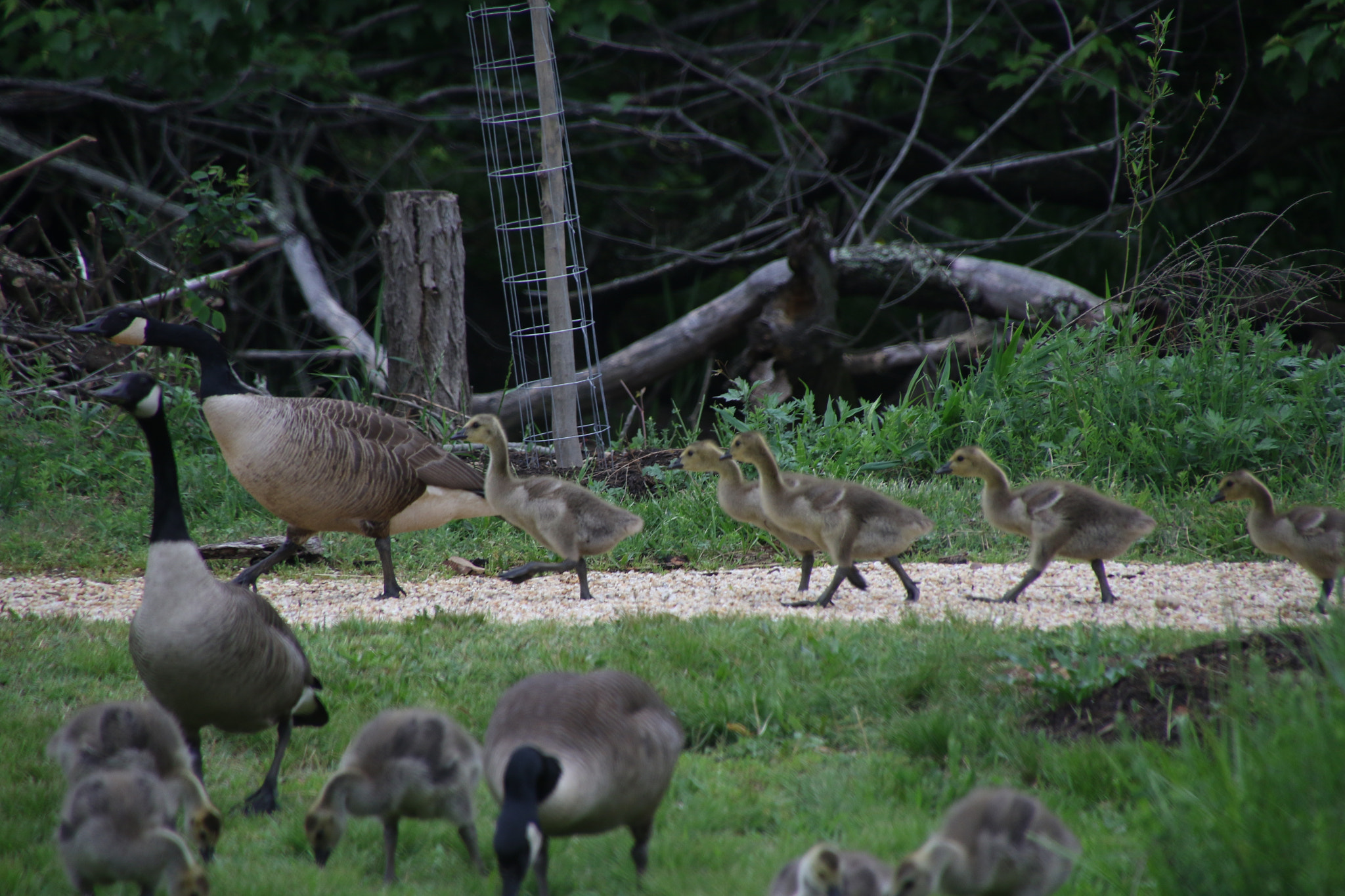 Canon EOS 7D Mark II sample photo. Following mother photography