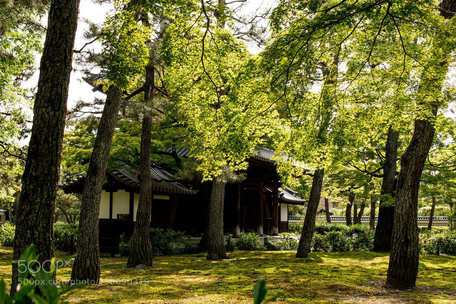 Sony ILCA-77M2 sample photo. 建仁寺 photography