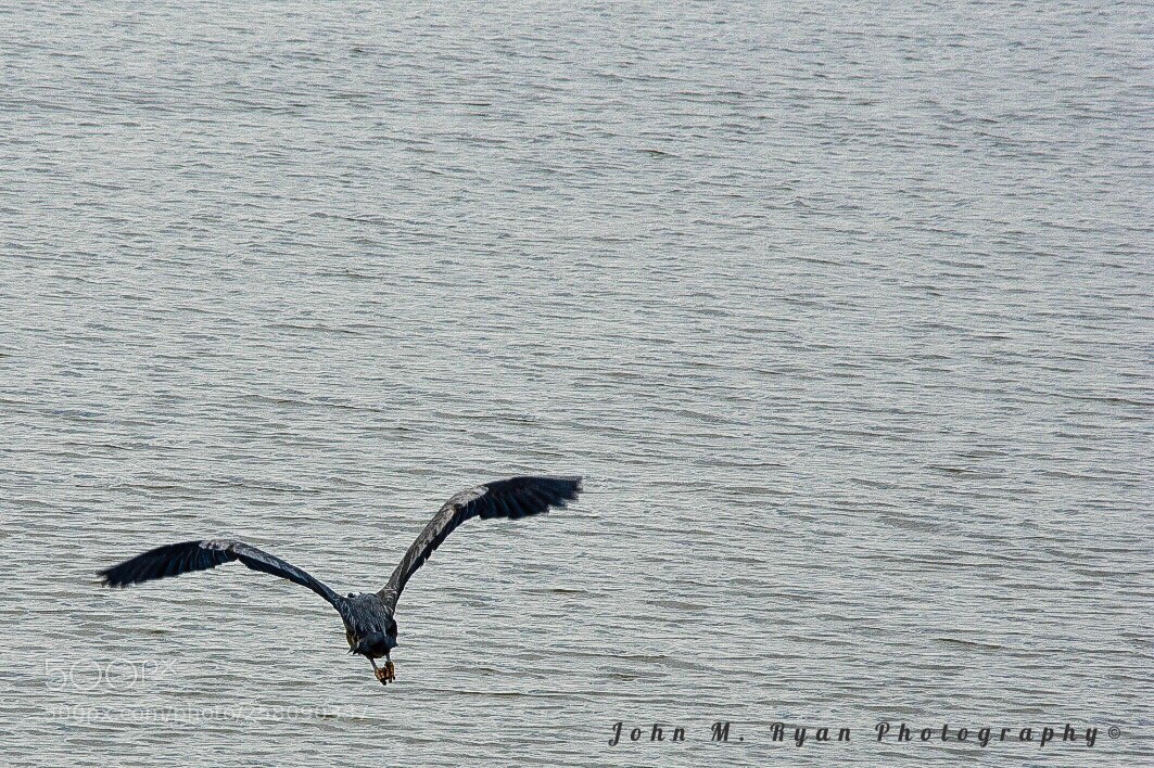 Nikon D3400 sample photo. Lift off! photography