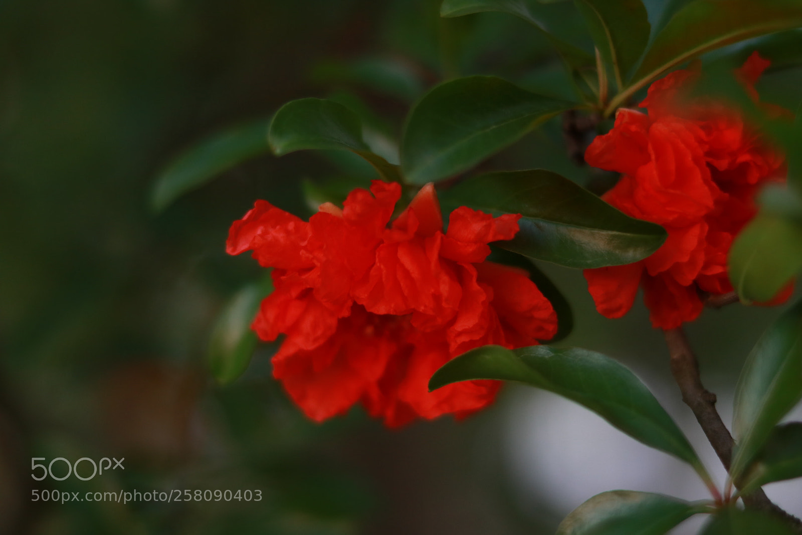 Canon EOS 750D (EOS Rebel T6i / EOS Kiss X8i) sample photo. 工务段的花 photography