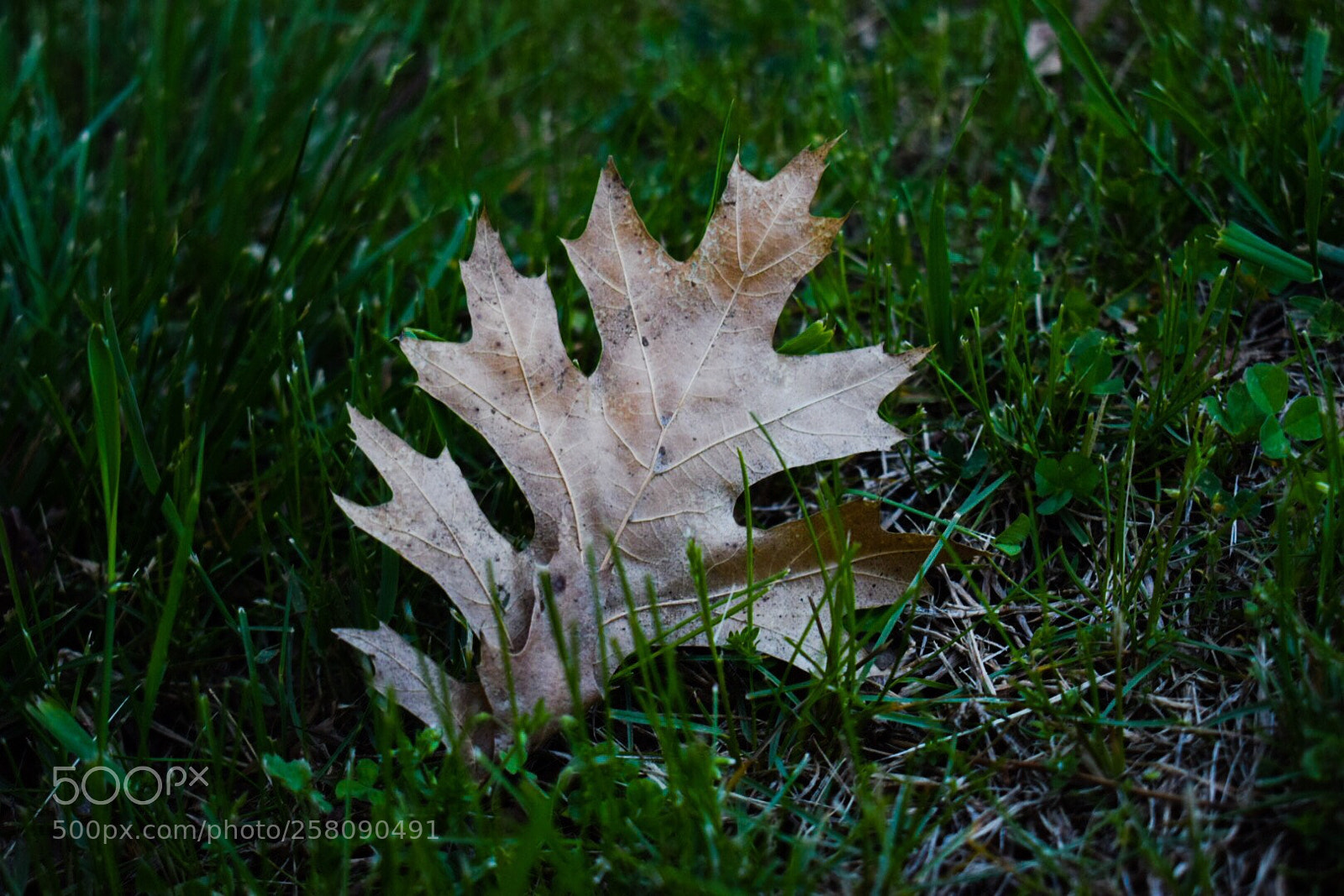 Nikon D5300 sample photo. Dry leaf photography