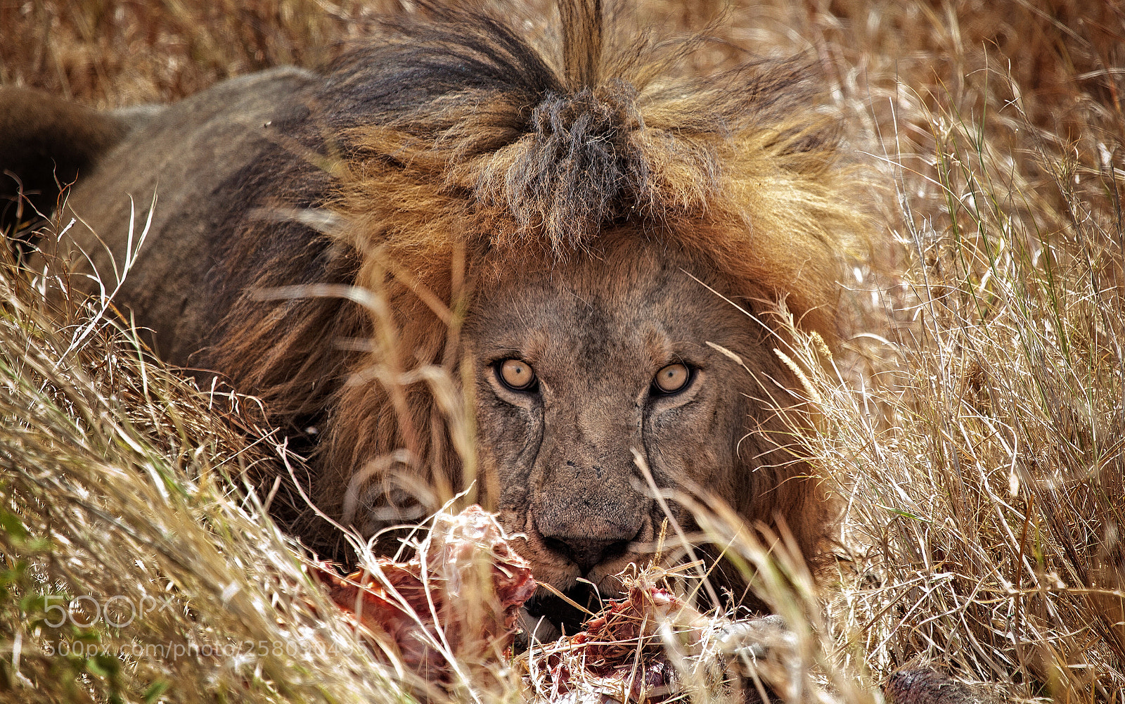 Canon EOS 5D Mark II sample photo. Big lion feeding on photography