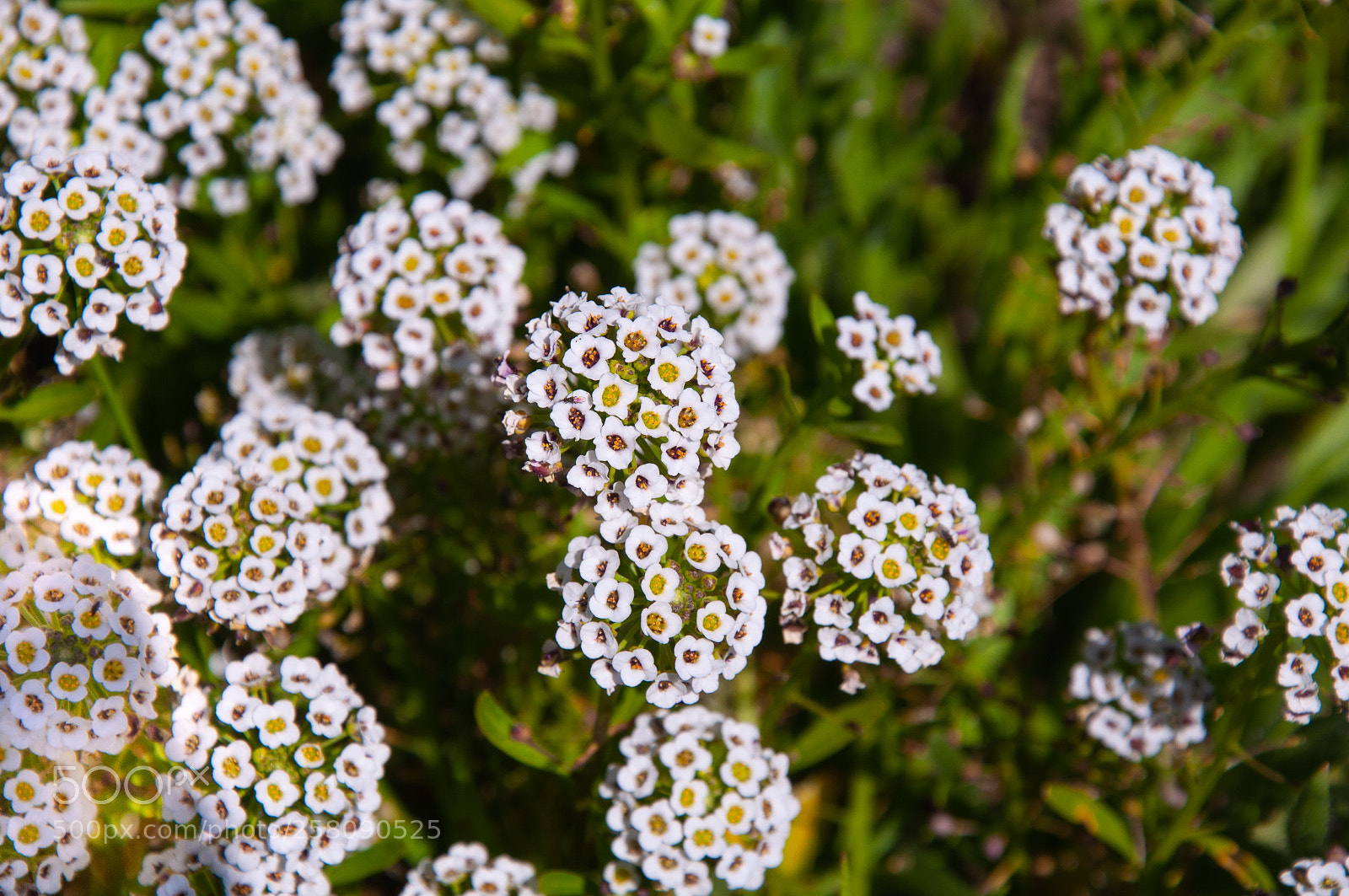 Nikon D90 sample photo. [] photography