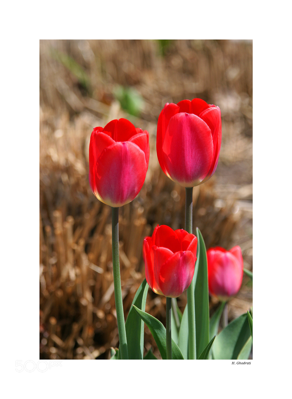 Canon EOS 20D sample photo. Img photography