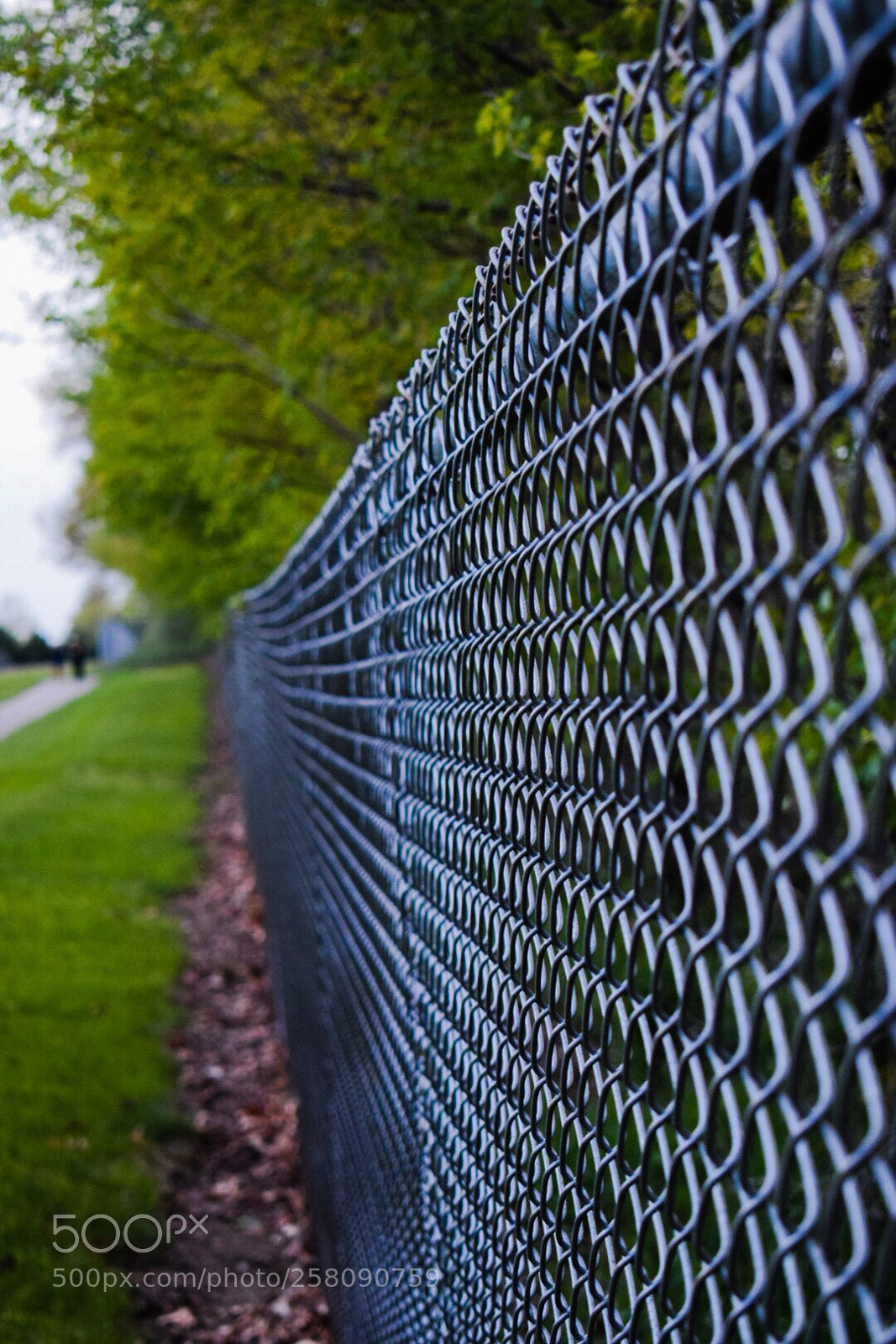 Nikon D5300 sample photo. Fence photography
