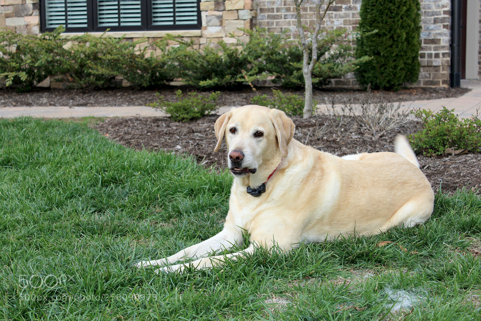 Canon EOS 1200D (EOS Rebel T5 / EOS Kiss X70 / EOS Hi) sample photo. Puppy dog photography