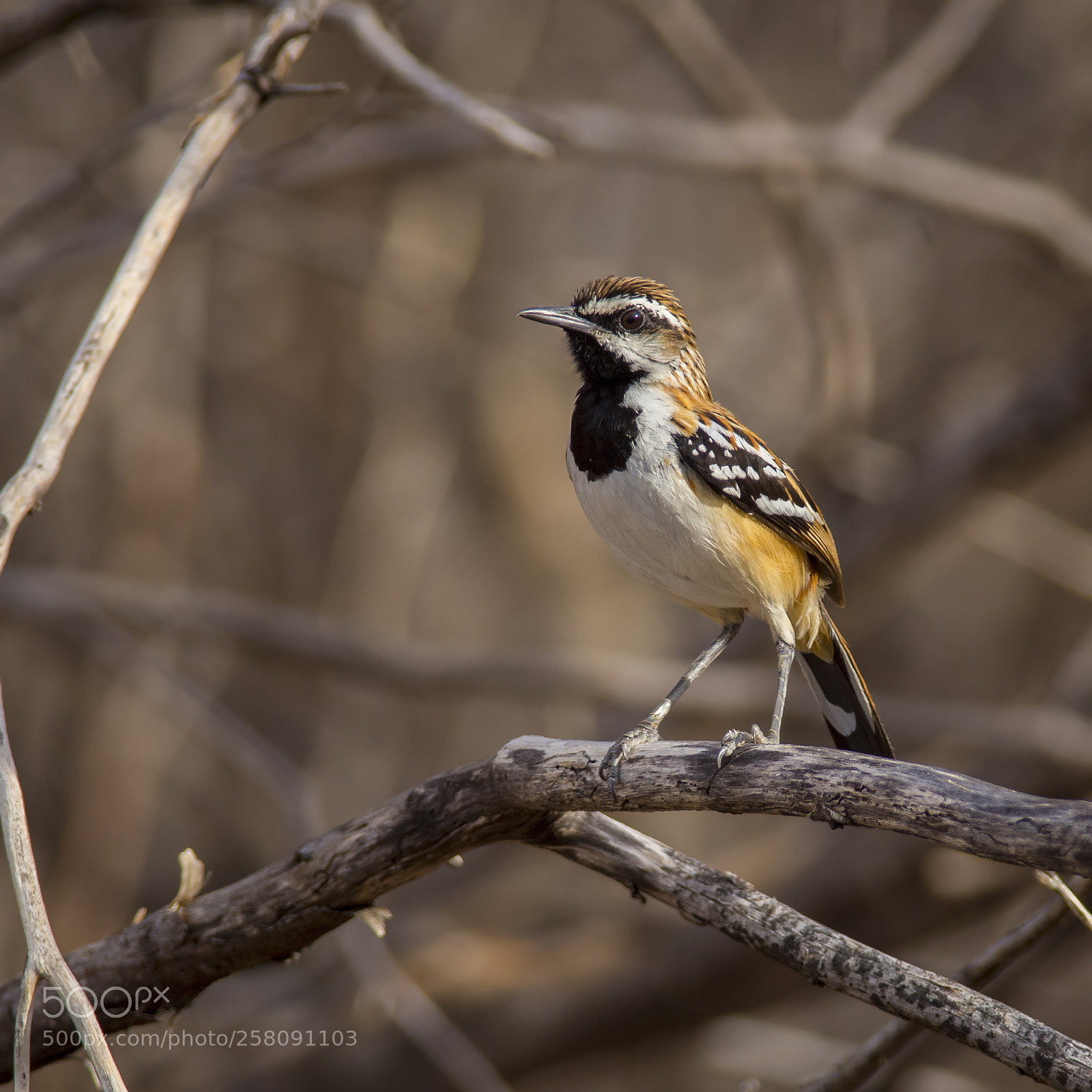 Nikon D7200 sample photo. Stripe-backed antbird photography